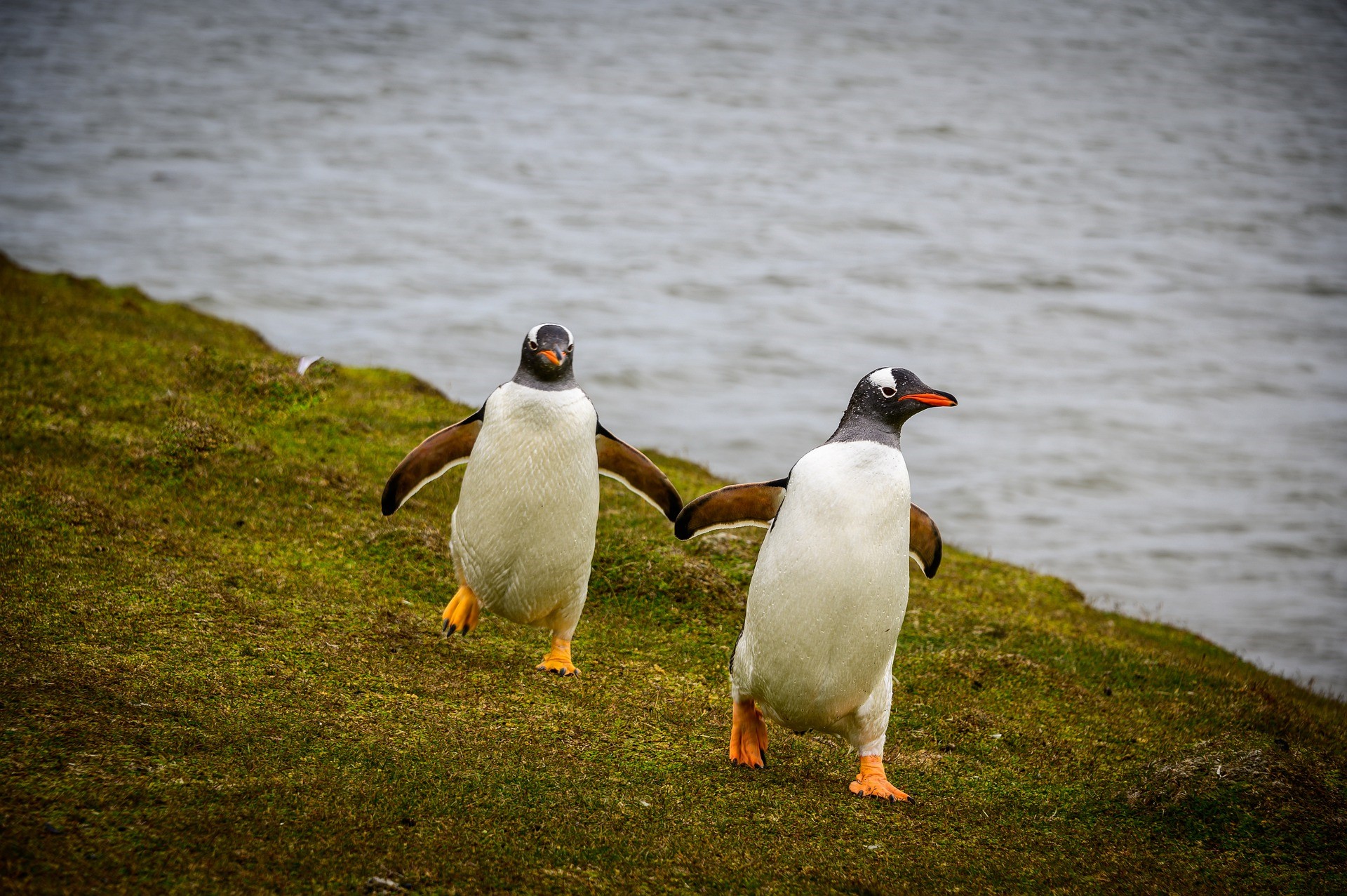 Pingouins 4